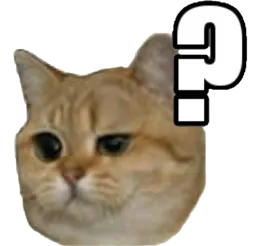 :chat_what: