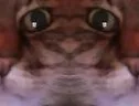 :chat_moche1: