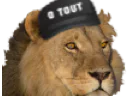 :0lion: