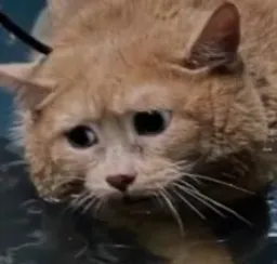 :chat-trauma4: