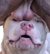 :chienZOOM: