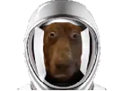 :Teddi-cosmonaute: