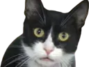 :chat_choc: