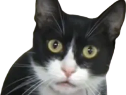 :chat_choc: