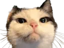 :chat_inquisiteur: