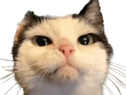 :chat_inquisiteur: