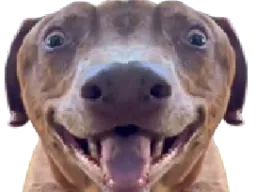 :teddicoucoularge: