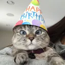 :Chat_copain_4: