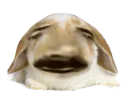 :Lapin_Belier_Bulle: