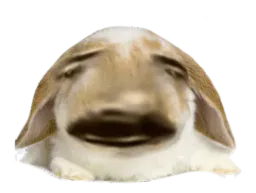 :Lapin_Belier_Bulle:
