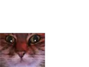 :chat_zoom_petit: