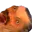 Photo de profil de Issonche