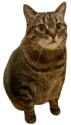:Chah: