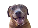 :teddicoucou: