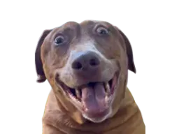 :teddicoucou: