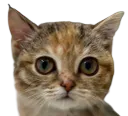 :Chatoboy: