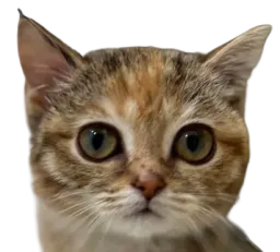 :Chatoboy: