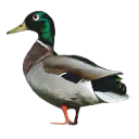 Connard2Canard