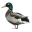 Photo de profil de Connard2Canard