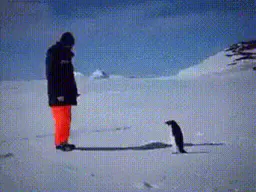 :Pingouin_missile_2: