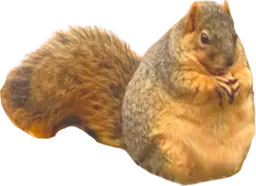 :ecureuilgros: