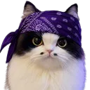 :chatdelastreet2: