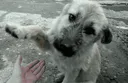 :chien_donne_patte: