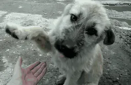 :chien_donne_patte: