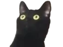 :chat_choque_: