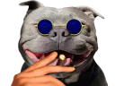:pitbull_redpill: