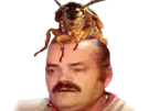 :cafard_tete: