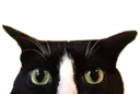 :chat_suspicieux: