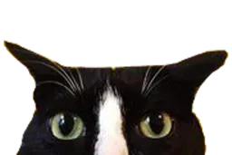 :chat_suspicieux: