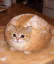 Photo de profil de MDP_cacaprout_