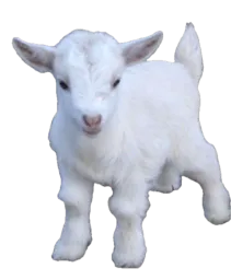 :Agneau1: