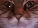 :ChatZoomFou: