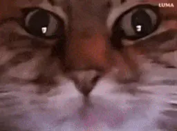 :ChatZoomFou: