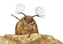 :Scarabee:
