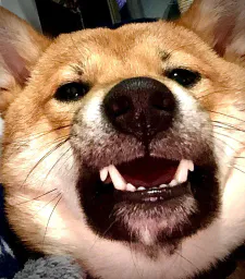 :Chienblase: