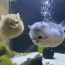:Chat_poisson_rond: