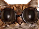 :chat_zinzin_lunettes2: