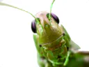 :insecte_vert: