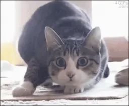 :chatmeugnon: