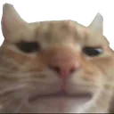:chat_consterne: