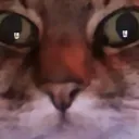 Wrex2