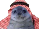 :phoquealsaoud: