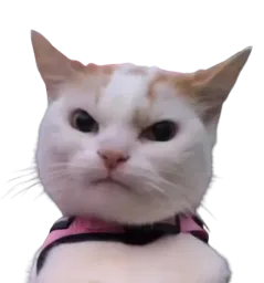 :Chat_Keke:
