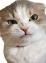 :Chat_fache_3: