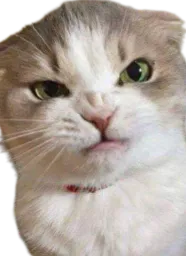 :Chat_fache_3: