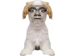 :Chien_Bourdon_Symetrie: